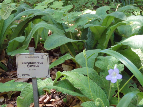 Kirstenbosch National Botanical Garden.